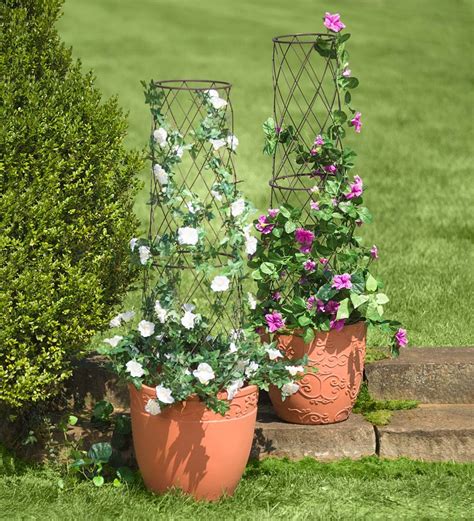 Potted plant trellis - Encourage plumeria to bloom by providing adequate sunlight and plant food and avoiding too much water. Plant in pots for cooler climates or outdoors where temperatures remain moderate. As temperatures rise, the plant requires more frequent ...
